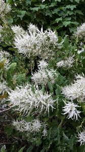 Image result for Tetradenia bainesii