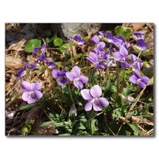 Image result for Launaea violacea