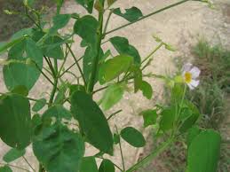 Image result for Oxalis barrelieri