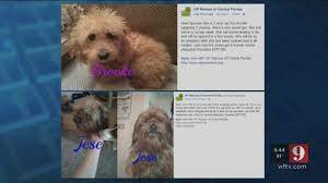 James is a kooky dog, he has a very strange coat that feels like fine sandpaper, he is and the fur on his face is. 9 Investigates Animal Rescue Under Review By Orange County Animal Services Wftv