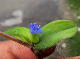 Image result for Cyanotis axillaris