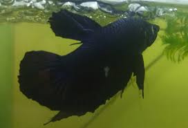 These gorgeous bettas would be a wonderful addition to any home. Kianmeng Org Betta Spawn Log Bsl20180315 Giant Dark Blue M X Giant Galaxy S