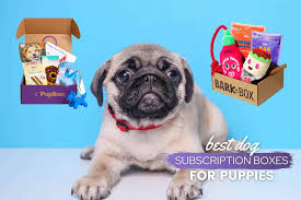 We did not find results for: Best Puppy Subscription Boxes For 2021 Puppy Gift Box Canine Bible