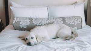 2 club quarters hotel in san francisco £74 per night. Pet Friendly Hotels 13 Of The Best Around The World Cnn Travel