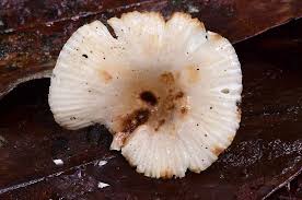 Image result for Russula sp