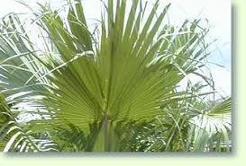 Het tuincentrum dat thuisbezorgt ✓ alleen de beste kwaliteit kamerplanten ✓ kies gewenste afleverdatum. Livistona Pflege Der Palme Pflanzenfreunde Com