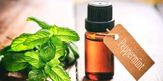 Instantly run/preview your code, without ever leaving peppermint, for over 30 different programming languages. Peppermint Oil Uses And Benefits For Beauty Health And Home Cleanliness