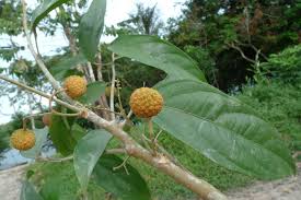 Image result for Lindackeria bukobensis