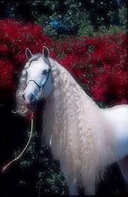 White Horse With Curly Hair In 2020 Beautiful Horses Horses Pretty Horses