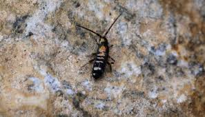They look like tiny black bugs with wings and tend to appear around drains in tubs and sinks. Tiny Jumping Bugs In The Bathroom