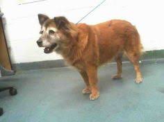 We did not find results for: 400 Animals In Desperate Need Ideas Animals Dogs Animal Rescue