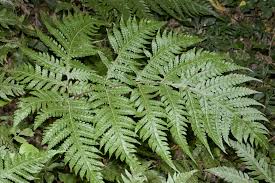 Image result for Tectaria fernandensis