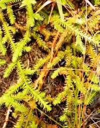 Image result for Lycopodiella sarcocaulon