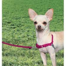 Easy Walk Harness Pembe Kopek Gogus Tasmasi Extra Large 86 117 Cm
