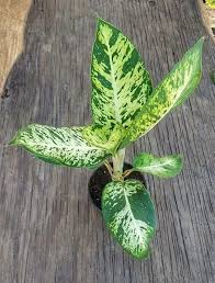 It is native to the new world tropics from mexico and the west indies south to argentina. 20 Best Indoor Dieffenbachia Varieties In 2021 Dieffenbachia Varieties Dumb Cane Dieffenbachia Plant