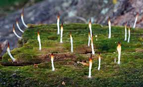 Image result for Multiclavula mucida