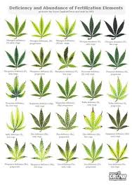 Ph Weed Chart Www Bedowntowndaytona Com