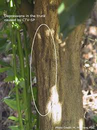 Image result for Tristachya viridiaristata