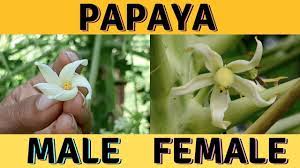 The flowers are bulbous at the base and pointed at the tip. Is The Papaya In Your Permaculture Garden Male Or Female Youtube