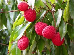 Get full nutrition facts and other common serving sizes of lychee including 1 lychee and 1 oz. Botany Clinic Lychees 101 Nutrition Facts And Health Benefits Written By Atli Arnarson Phd The Lychee Litchi Chinensis Also Known As Litchi Or Lichee Is A Small Tropical Fruit