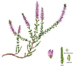 Low maintenance, deer or salt resistant, winter hardy, drought tolerant (once established) and fairly easy to grow, they do not require much. Botanical Illustration Heathers Lizzie Harper