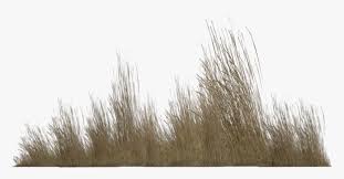Desert Bush Png Transparent Brown Grass Png Png Download Kindpng It can be downloaded in best resolution and used for design and web design. desert bush png transparent brown