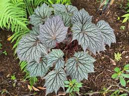 Image result for Begonia princeae
