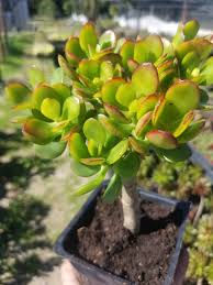 Image result for Crassula maputensis