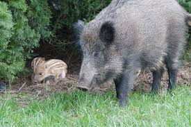 Learn vocabulary, terms and more with flashcards, games and other only rub 220.84/month. Wildschweine Aus Dem Garten Vertreiben 5 Effektive Tipps