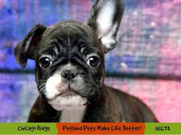 One of their best traits is the love and attention they crave from their owners. French Bulldog Puppies Petland Pets Puppies Chicago Illinois