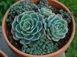 Maybe you would like to learn more about one of these? 44 Types Of Succulents With Pictures Succulent Plants Flower Glossary