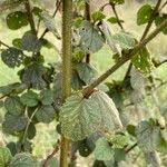 Image result for Hibiscus fuscus