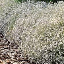47 For 100 Plants Gardens4you Online Garden Centre For All Your Hedges Plants Flower Bulbs Trees Seeds And Baby S Breath Plant Gypsophila Babys Breath