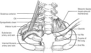 Sibson — may refer to:places* sibson, cambridgeshire * sibson, leicestershire fascia — a flat band of tissue below the skin that covers underlying tissues and separates different layers of tissue. Surgical Anatomy Of The Chest Wall Springerlink