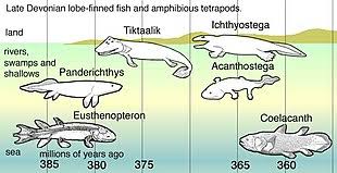 Перевод слова coelacanth, американское и британское произношение, транскрипция. Coelacanth Wikipedia
