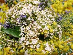 Questa foto è una foto di fiori artificiali, fiori bellissimi, fiori di polash. Raccontare Un Paese I Fiori Di Febbraio Fiori Foto Di Fiori Orto