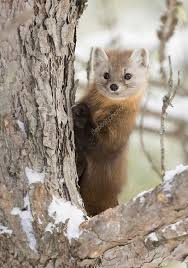 Pine Marten Martes Americana Climbing Down A Tree In Algonquin Park Canada In Winter Snow Martin Animal Animals Wild Cute Animals