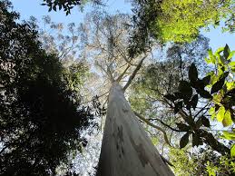 Résultats de recherche d'images pour « les arbres les plus hauts du monde »