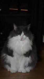 Cats Cat Kittens Kitten Kitty Pets Pet Meow Moe Cutecats Cutecat Cutekittens Cutekitten Meowmoe My Kittens Cutest Fluffy Cat Cats