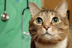 Ist Bambus Giftig Fur Katzen So Schutzen Sie Ihre Vierbeiner
