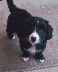 Check out doodle puppy's available bordoodle puppies for sale and see if they would make a perfect fit for your family. Borderdoodle Puppies For Sale Uk