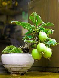How To Grow Guava Tree Bonsai Complete Growing Guide Bonsai Fruit Tree Bonsai Plants Bonsai Tree