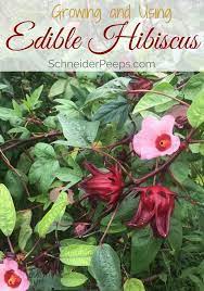 Growing And Using Edible Hibiscus A Tasty Addition For Your Garden And Kitchen Schneiderpeeps Growing Hibiscus Hibiscus Hibiscus Leaves
