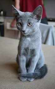 Dorian Looked Something Like This When We Got Her At A Yard Sale Figured She Was A Russian Blue Gatos Grises Razas De Gatos Gatitos Esponjosos
