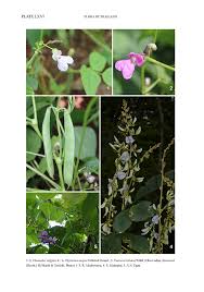 Image result for Dolichos trilobus