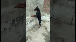 2 males 2 females 65 days old. European Doberman In India European Doberman Puppies For Sale In India Shorts Youtube