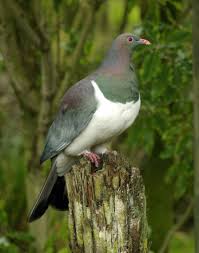New Zealand Pigeon Dove Pigeon Pigeon New Zealand Wildlife
