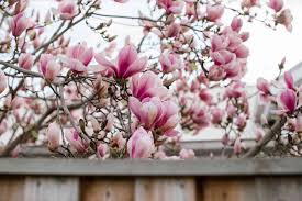 The saucer magnolia (magnolia x soulangeana) in the period of flowering is one of the more imposing beauty plants can enjoy the flower lover, thanks to the size, shape, color and abundance of its flowers. Saucer Magnolia Care And Growing Guide