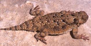 Arizona Lizard Black And White Tail Horned Lizard When I Was A Kid I Use To Catch These Desert Animals Lizard Horned Lizard