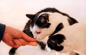 Beginners Guide To Using Pepcid For Cats Pet Struggles